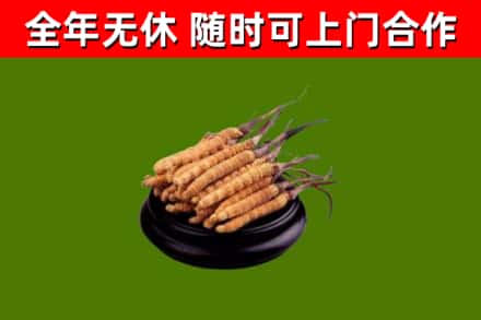 汝城县回收冬虫夏草