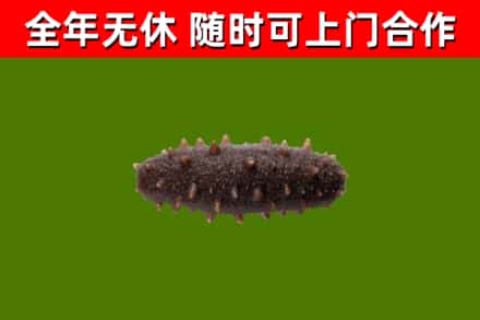 汝城县回收海参干